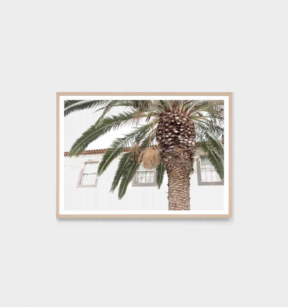 European Palm Print