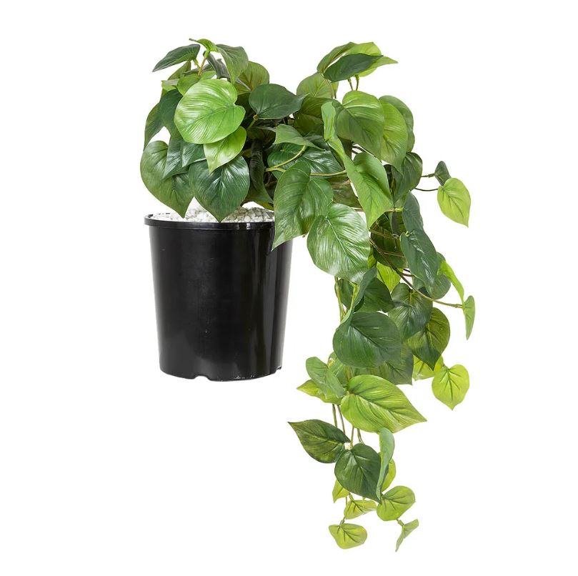 Philo Hanging Bush in Pot