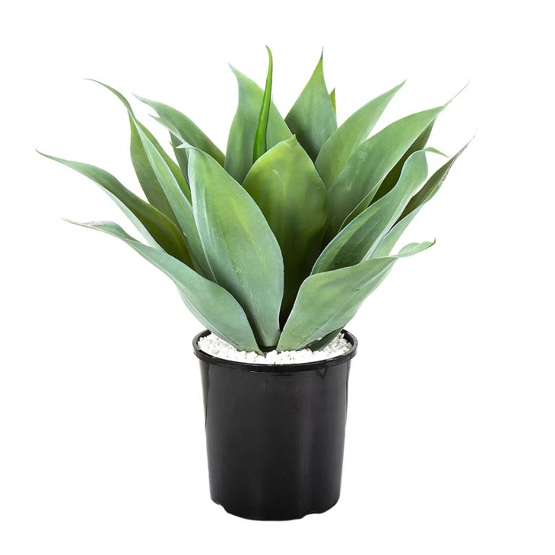 Agave Light Green Potted Bush