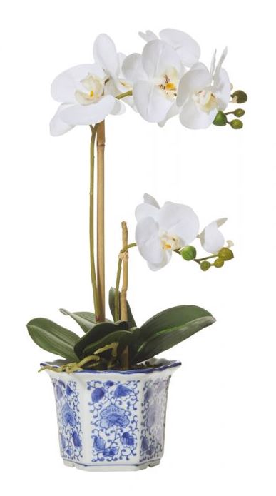 Butterfly Orchid in Chinoiserie Pot