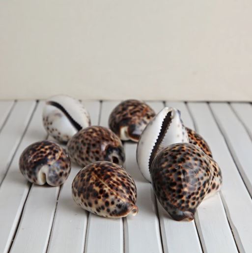 Classic Tiger Cowrie Shells