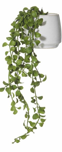 Hanging Gianna Succulent in White Pot