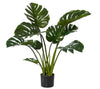 Monsteria Medium Potted Plant