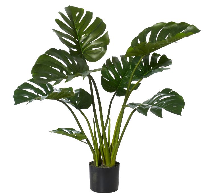 Monsteria Medium Potted Plant