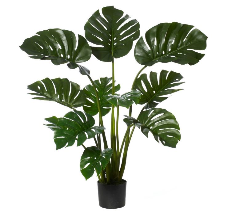 Monsteria Large Potted Plant
