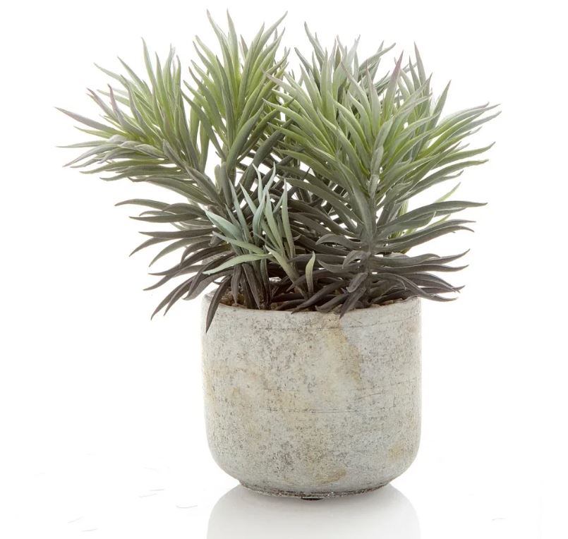 Needle Potted Succulent