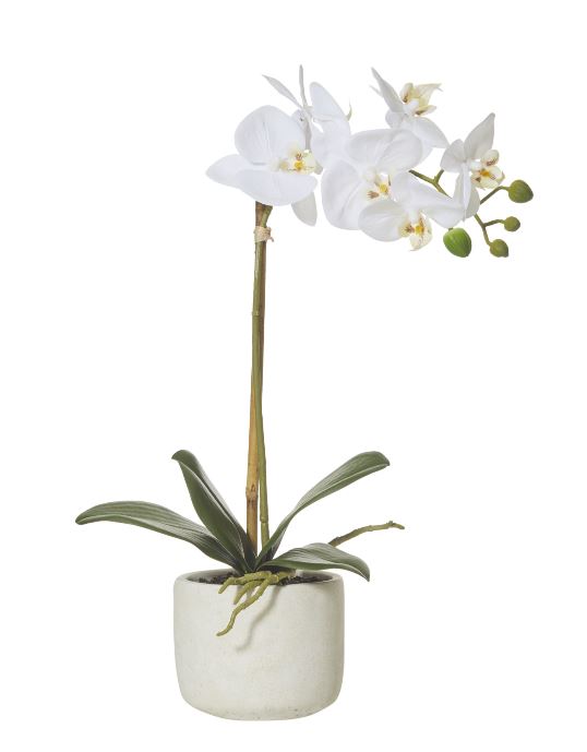 Butterfly Orchid Smooth Pot