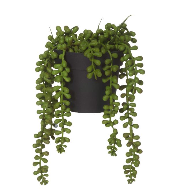 String of Pearls in Pot