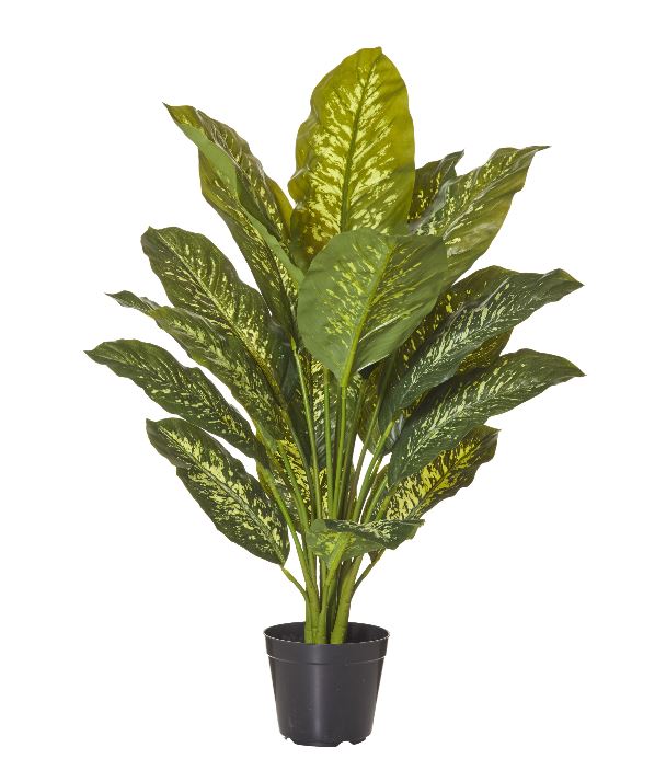Dieffenbachia Garden Pot Plant