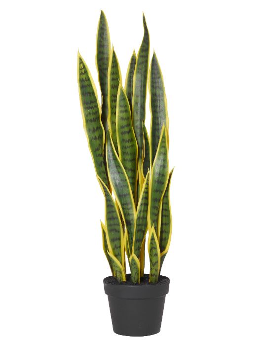 Sanseveria Garden Pot