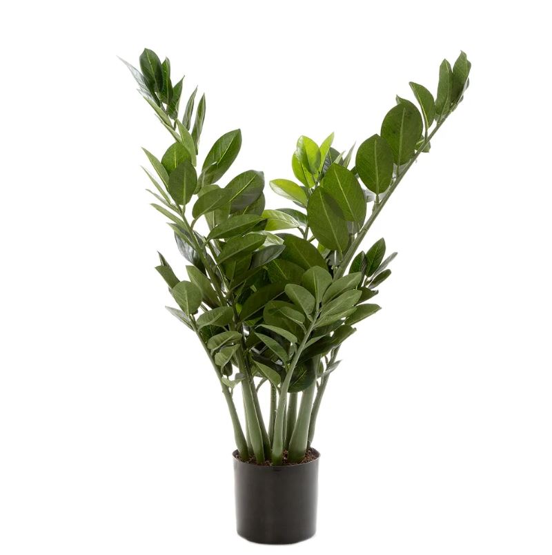 Smargago Potted Plant 66cm