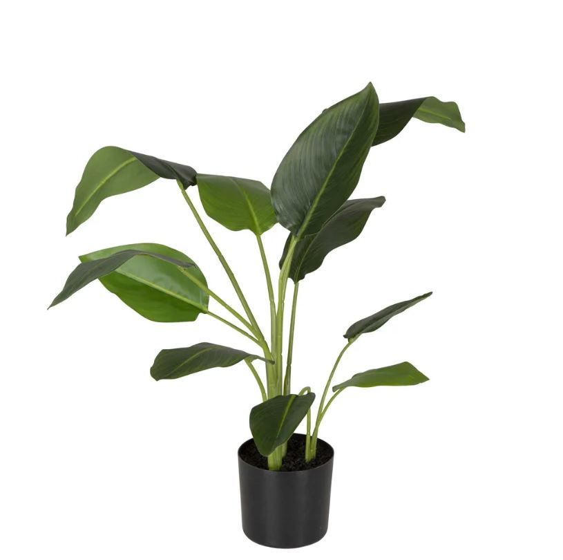 78cm Strelitzia in Pot