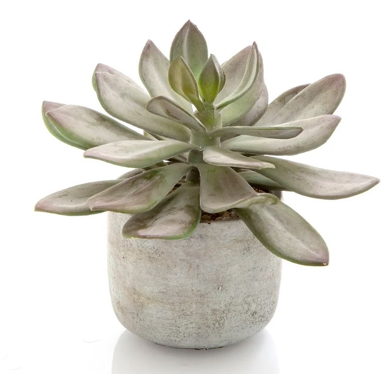 Desert Potted Succulent