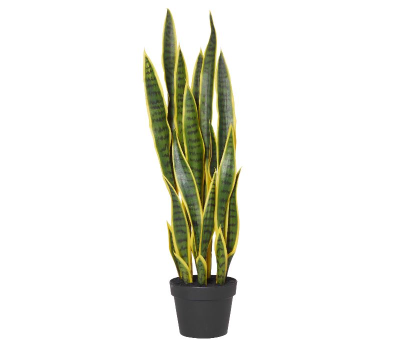 Sanseveria Garden Pot